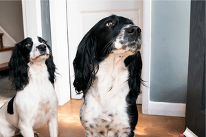 Nia and Ava, the PCR Plumbers family dogs and unofficial barketing team
